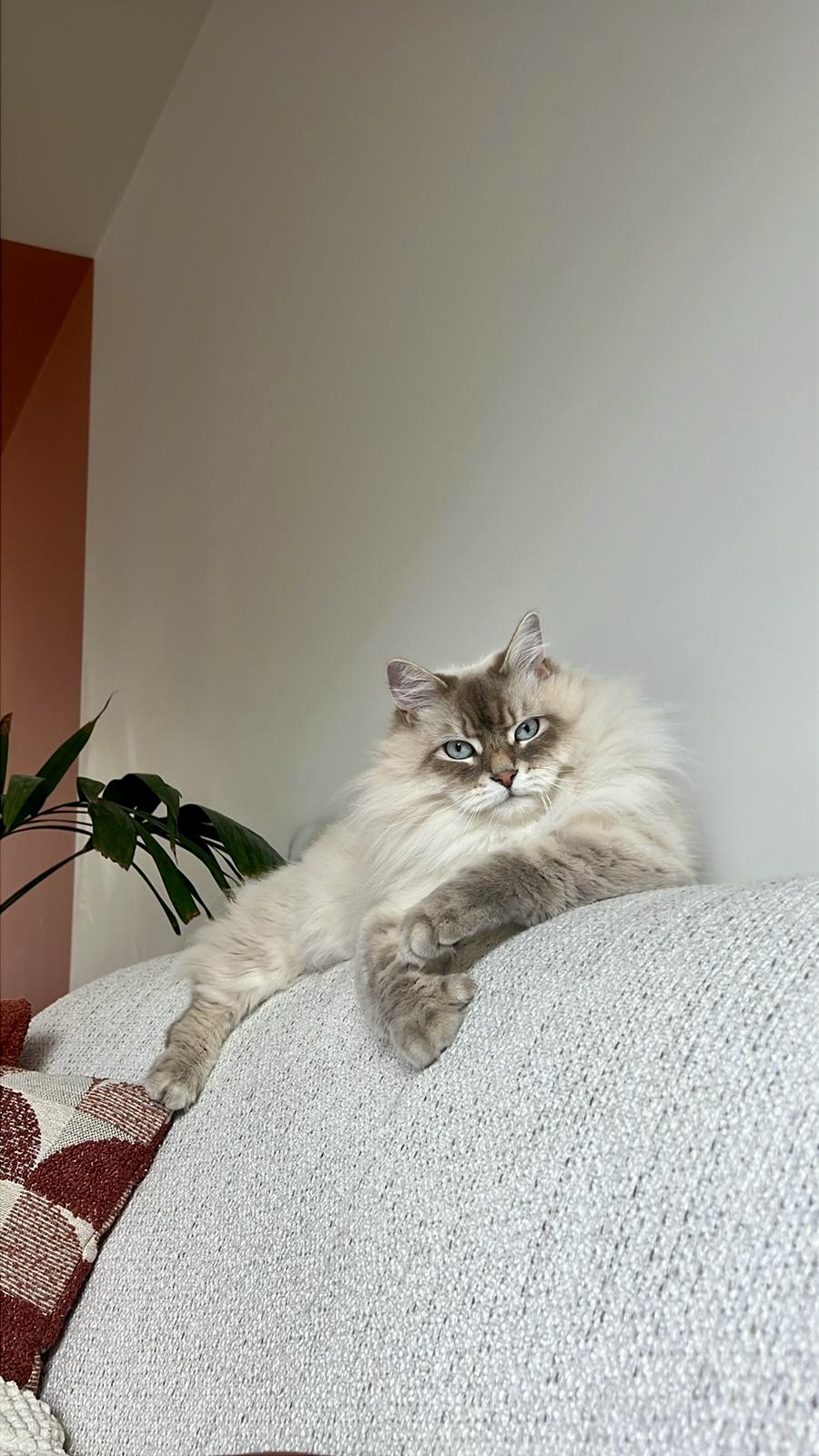 Kat trimmen Sint-Pauwels — Studio Cats&Chlo kattentrimsalon