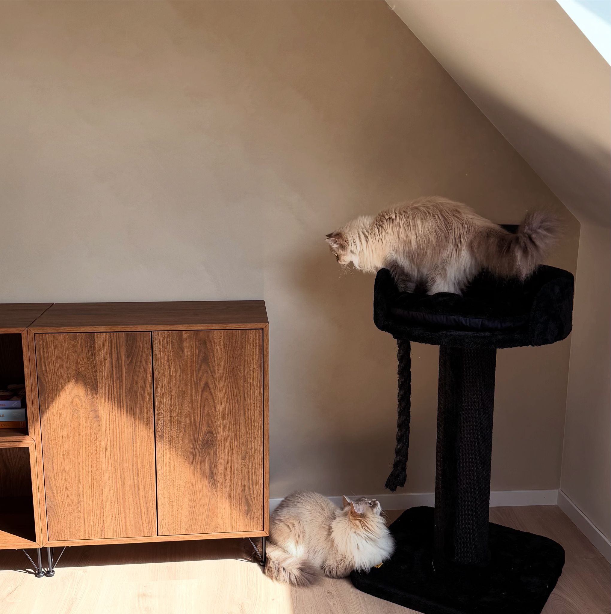Kattenverzorging langharige kat — Studio Cats&Chlo Sint-Pauwels