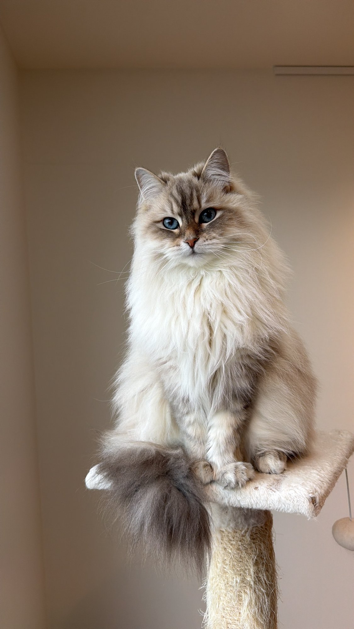 Kittengewenning kattentrimsalon Oost-Vlaanderen — Studio Cats&Chlo