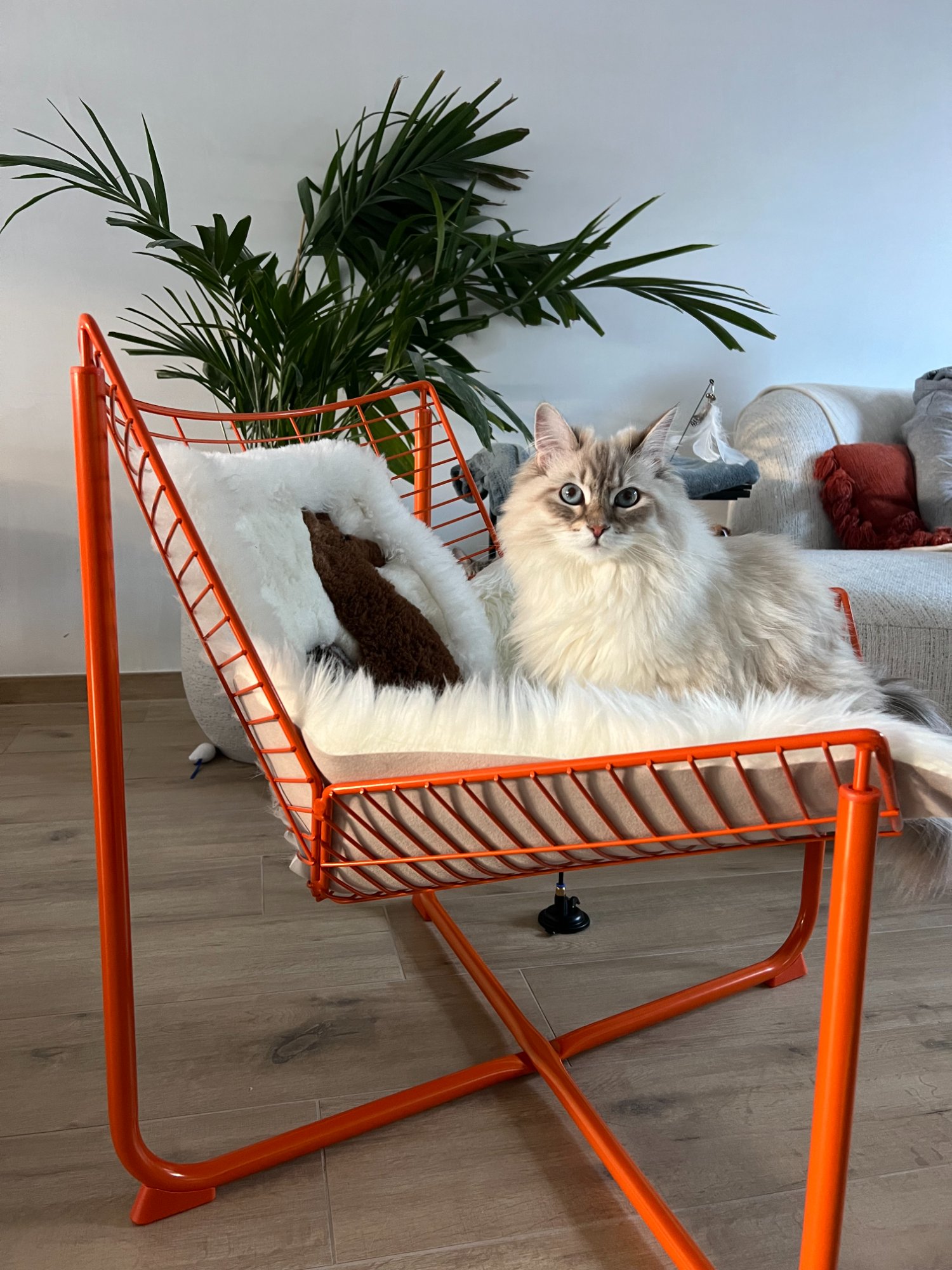 Lion Cut kat Waasland — Studio Cats&Chlo trimsalon Sint-Pauwels